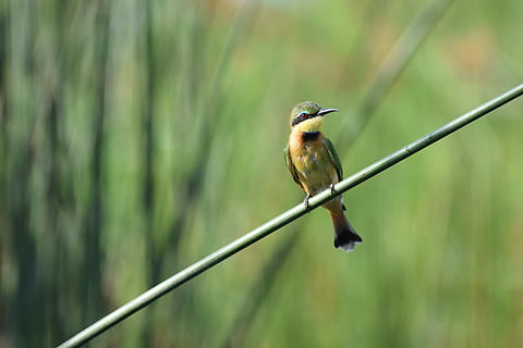 fronteira de bambu, Castanho, pássaro, verde, haste, comedor de abelha, botswana, ramo, animais selvagens, vertebrado, temas animais, animais em estado selvagem, animal, um animal, empoleirar, focar em primeiro plano, martim-pescador, plantar, ninguém, dia, beleza na natureza, fechar-se, cor verde, natureza, ao ar livre, árvore, bico, 4K, CC0, domínio público, royalty free