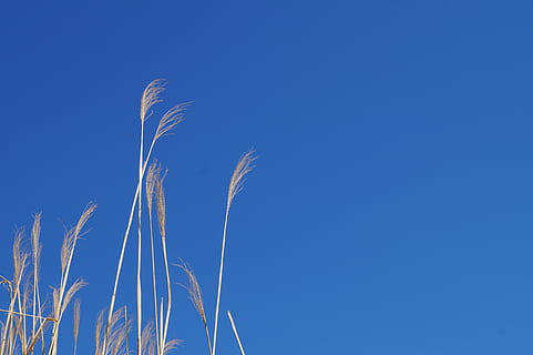 natura, riposo, alberi, erba, Stromovka, foreste, paesaggio, la traccia, camminare, piante, pace, sentiero, le stagioni, blu, cielo, crescita, pianta, copia spazio, bellezza nella natura, Inquadratura dal basso, nessuno, cielo sereno, giorno, raccolto, la tranquillità, avvicinamento, all'aperto, pianta di cereali, agricoltura, luce del sole, scena tranquilla, 5K, CC0, dominio pubblico, privo di copyright