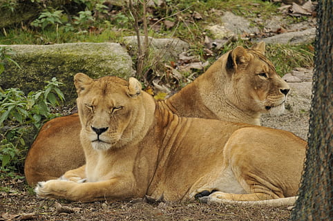 ogród zoologiczny, hellabrunn, Monachium, lew - koci, grupa zwierząt, koci, zwierzęca przyroda, ssak, zwierzęta na wolności, tematy zwierzęce, zwierzę, zwierzę kobiece, kot, dwa zwierzęta, lwica, relaks, kręgowiec, dzień, Natura, żadnych ludzi, wylądować, pole, na dworze, nieudomowiony kot, rodzina zwierząt, 4K, CC0, domena publiczna, darmowe zdjęcia