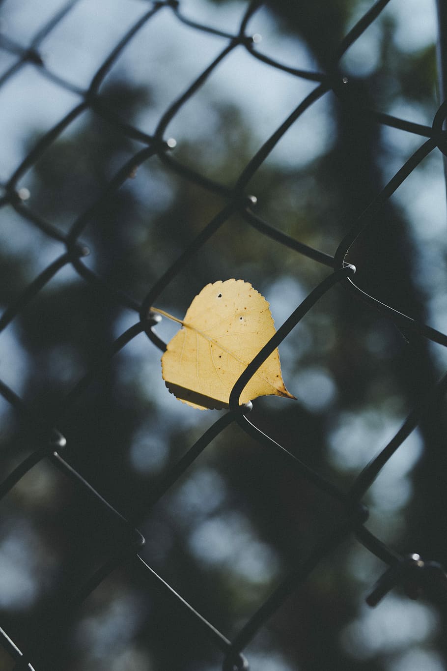 braun, Blatt, eingefügt, Zaun, grau, Stahlzaun, tagsüber, Herbst, fallen, keine Leute, Gelb, Nahansicht, Pflanze, Fokus auf den Vordergrund, Pflanzenteil, Natur, Maschendrahtzaun, Tag, Metall, Schönheit in der Natur, draußen, Wachstum, selektiver Fokus, trocken, Grenze, Barriere, Veränderung, Blätter, 5K