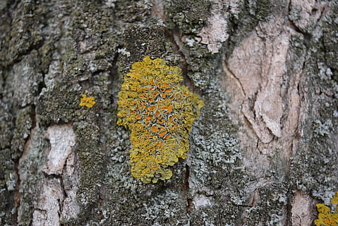 mos, log, træ, bark, gammel, tekstureret, træstamme, lichen, bagagerum, gul, plante, ru, tæt på, ingen mennesker, vækst, natur, plantebark, udendørs, dag, svamp, fokus på forgrunden, murbygningsfunktion, mønster, besked, 2K, CC0, offentligt domæne, royaltyfrie