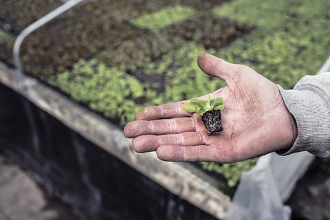 nature, object, lazy, plant, green, baby, grow, spring, dirt, hand, human Hand, agriculture, growth, holding, green Color, gardening, one Person, outdoors, environment, farmer, human body part, one man only, only men, adult, food and drink, vegetable, focus on foreground, food, seedling, day, lifestyles, beginnings, planting, 5K