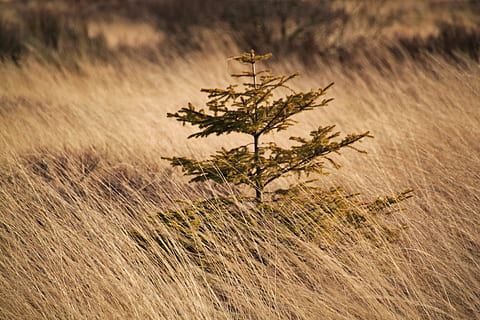 świerk, drzewo, drzewo iglaste, gałęzie, Oddział, Zielony, barwinek, jesień, cumować, roślina, Natura, łąka, krajobraz, rezerwat przyrody, trawa, trawy, wilgotny, bagno, ochrona przyrody, Belgia, venn, wrzosowiska, mokradła, kolory natury, wzrost, wylądować, pole, żadnych ludzi, środowisko, dzień, piękno natury, spokój, skupić się na pierwszym planie, na dworze, scenics - natura, suchy, zbliżenie, selektywne skupienie, światło słoneczne, tymotka łąkowa, suchy klimat, 4K, CC0, domena publiczna, darmowe zdjęcia