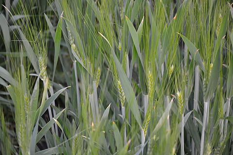 wheat, fields, cereals, cornfield, growth, plant, green color, field, full frame, nature, land, backgrounds, no people, agriculture, crop, beauty in nature, cereal plant, day, farm, landscape, rural scene, close-up, tranquility, grass, outdoors, stalk, blade of grass, 5K, CC0, public domain, royalty free