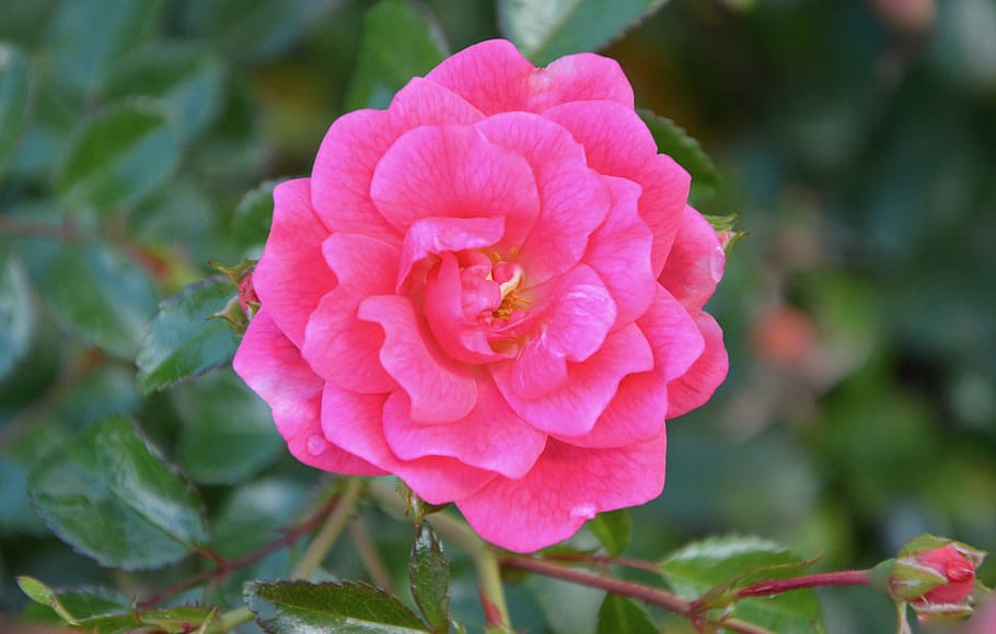 lyserød, Rosenbusk, torne, blad, kronblade, blomst, natur, blomstring, have, farve pink, blomstrede, lyserød blomst, blomstrende plante, plante, lyserød farve, skrøbelighed, kronblad, tæt på, skønhed i naturen, vækst, sårbarhed, friskhed, blomsterstand, blomsterhoved, fokus på forgrunden, ingen mennesker, Rose, udendørs, dag, 5K
