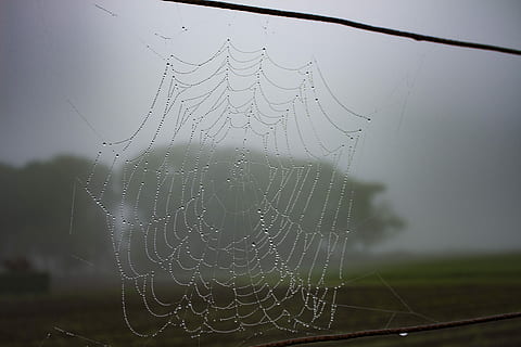 Spiderweb, Dew, Drops, Nature, rain, spider, morning, web, water, cobweb, thread, net, condensation, natural, insect, mist, fog, droplet, arachnid, spider web, no people, outdoors, day, close-up, fragility, focus on foreground, pattern, beauty in nature, wet, natural pattern, vulnerability, drop, animal themes, animal, complexity, 5K, CC0, public domain, royalty free
