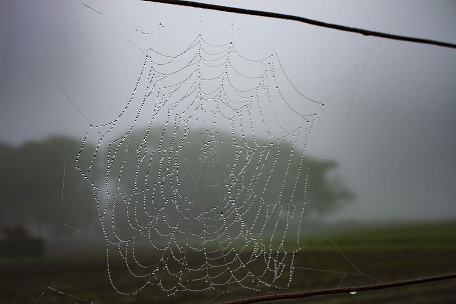 Spiderweb, Dew, Drops, Nature, rain, spider, morning, web, water, cobweb, thread, net, condensation, natural, insect, mist, fog, droplet, arachnid, spider web, no people, outdoors, day, close-up, fragility, focus on foreground, pattern, beauty in nature, wet, natural pattern, vulnerability, drop, animal themes, animal, complexity, 5K