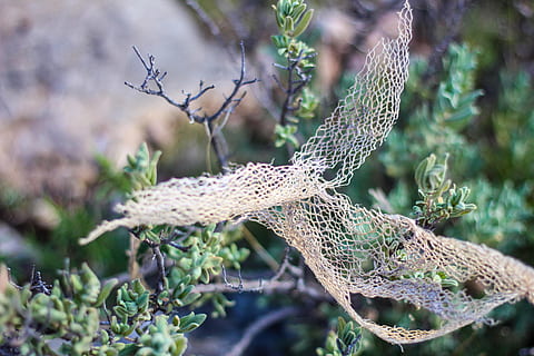 poc profund, focus, blanc, puntes, verd, planta, borrós, branques, primer pla, medi ambient, flora, jardí, herba, naturalesa de la mare, naturalesa, a l'aire lliure, parc, plantes, arbust, arbres, arbre, animal, temes d'animals, fauna animal, cap gent, branca, vertebrats, un animal, animals a la natura, ocell, bellesa a la natura, enfocament selectiu, part de la planta, dia, full, creixement, arbre de coníferes, 5K, CC0, domini públic, lliure de regalies