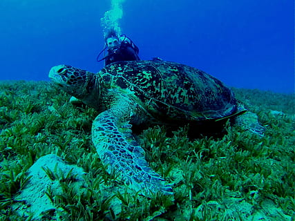unter wasser, Fotografie, Taucher, neben, Meeresschildkröte, Unterwasser, Tauchen, Schildkröte, Tauchen, Tier, Reptil, unterseeisch, ein Tier, Tierwelt, Tiere in freier Wildbahn, Meer, Wasser, Tierthemen, Leben im Meer, Schwimmen, Marine, Natur, Sport, Wassersport, Erkundung, Gerätetauchen, 2K, CC0, gemeinfrei, lizenzfrei