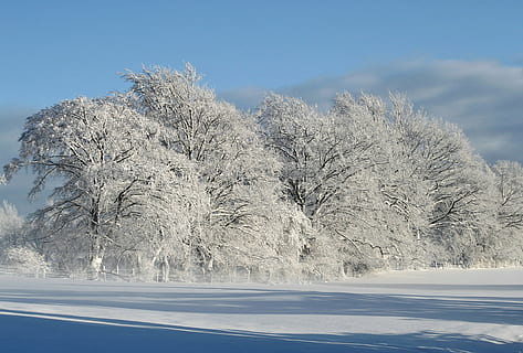 strom se sněhem, zimní, sníh, zimní magie, Studený, slunce, zimní sen, modrý, stín, odpočinek, krajina, zasněžený, kouzlo sněhu, zimní nálada, stromy, sníh krajina, prosinec, osvětlení, hra stínů, hispánský, studená teplota, rostlina, krása v přírodě, strom, zamrzlý, bílá barva, den, nikdo, Příroda, nebe, životní prostředí, scenics - příroda, led, klidné scény, klid, venku, sněží, jehličnatého stromu, 4K, CC0, veřejná doména, bez autorských práv