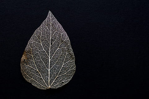 Nahansicht, grau, Blatt, schwarz, Hintergrund, verwelkt, trocken, Laubblatt, Blätter, Textur, Vergänglichkeit, kahl, schwarzer Hintergrund, Studioaufnahme, texturiert, schwarze Farbe, keine Leute, Pflanze, Natur, Frische, kopieren sie platz, Baum, drinnen, Nacht-, gestalten, Weihnachten, Dekoration, Weihnachtsbaum, Pflanzenteil, einzelnes Objekt, Weihnachtsdekoration, beleuchtet, Urlaub, 2K, CC0, gemeinfrei, lizenzfrei
