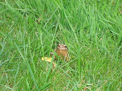 Toad, Frog, Grass, Green, grass, green, animal, nature, wildlife, brown, outdoors, animals And Pets, green Color, close-up, high angle view, one animal, animal themes, field, plant, land, growth, day, no people, animal wildlife, animals in the wild, beauty in nature, vertebrate, food and drink, selective focus, 2K, CC0, public domain, royalty free