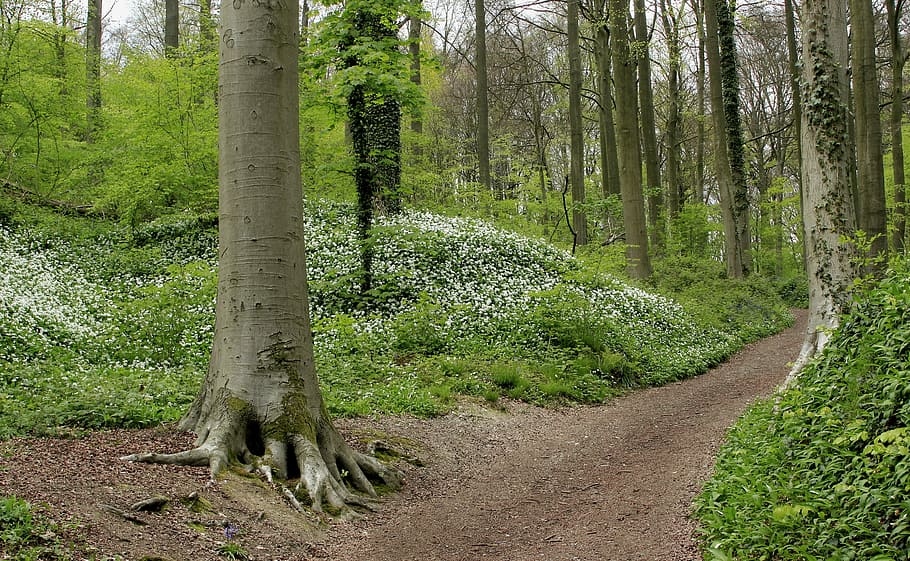 primavera, bosc de neigem, al costat, verd, herba, arbres, Camí, bosc, tronc de l'arbre, bosc verd, arbre, planta, terra, tronc, creixement, color verd, bellesa a la natura, naturalesa, escenics - natura, tranquil·litat, escena tranquil·la, escena no urbana, dia, cap gent, medi ambient, a l'aire lliure, paisatge, arbre de coníferes, ruta, 1080P