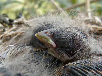 chick, fugl, oppdrett, rede, dyre temaer, dyr, dyr i naturen, ett dyr, dyreliv, virveldyr, ingen folk, pattedyr, munn, munnen åpen, nærbilde, dag, natur, selektiv fokusering, dyr kroppsdel, anlegg, utendørs, dyr munn, fokusere på forgrunnen, dyr hode, dyr tenner, 4K, CC0, offentlig domene, opphavsrett gratis