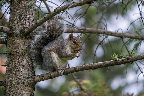 esquirol, nou, menjar, urpes, animal, naturalesa, esponjós, pell, mamífer, salvatge, marró, vida salvatge, pelut, parc, bonic, a l'aire lliure, cua, tancar, divertit, arbre, un animal, fauna animal, animals a la natura, branca, temes d'animals, rosegador, planta, vertebrats, centrar-se en primer pla, cap gent, dia, tronc de l'arbre, tronc, vista d’angle baix, 8K, CC0, domini públic, lliure de regalies