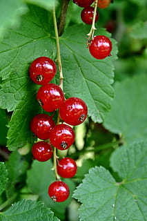 stafidă, ribes rubrum, Ribes, coacăz roșu, fructe moi, fructe de padure, roșu, fruct, dulce, grădinărit, traeuble, fructe de vară, tufiș, grădină, matur, verde, frunze, plantă, natură, recolta, lucios, despre, închide, alimente, prospeţime, copt, organic, boabe de fructe, agricultură, vară, Culoarea verde, parte a plantelor, mancare si bautura, mâncat sănătos, a închide, creştere, să se concentreze asupra primelor elemente, nici o persoana, cireașă, bunăstare, zi, în aer liber, 2K, CC0, domeniu public, fără drepturi de autor
