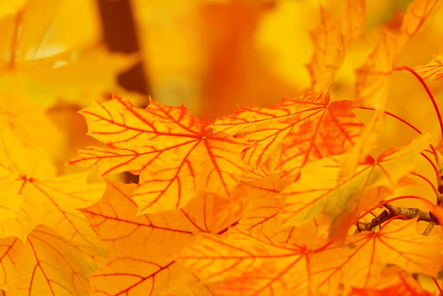 fulles d'auró taronja, resum, tardor, fons, brillant, color, caure, full, fulles, maple, naturalesa, taronja, patró, vermell, temporada, textura, arbre, groc, color taronja, bosc, octubre, color daurat, a l'aire lliure, arbre d'auró, planta, multicolor, color vibrant, part de la planta, canvi, primer pla, fulla d'auró, bellesa a la natura, cap gent, dia, branca, vulnerabilitat, centrar-se en primer pla, enfocament selectiu, condició natural, 5K