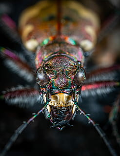 Brun, sort, insekt, makrofotografering, grøn, bille, øje, antenner, farve, tigerbille, makro, tæt på, flyve, ansigt, farverig, portræt, tiger bug, regnbue, iriserende, et dyr, dyre temaer, dyreliv, dyr i naturen, dyr, dyr kropsdel, hvirvelløse, ingen mennesker, fokus på forgrunden, leddyr, zoologi, dyr øje, dag, dyr hoved, udendørs, dyr antenne, kigger på kameraet, dyr ben, 4K, CC0, offentligt domæne, royaltyfrie