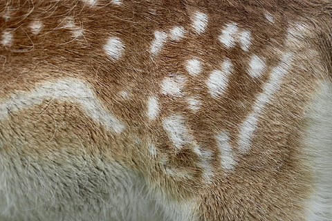 bej, maro, animale de blană, a închide, fotografie, doe piele, model, blană, alb, textură, mamifer, animal, animale tematice, un animal, partea corpului animalului, animale sălbatice, nici o persoana, păr, păr de păr, piele de animal, animale în sălbăticie, animale vertebrate, animale domestice, marcarea animalelor, cadru complet, fundaluri, extreme close-up, șeptel, pisică, cap de animal, ochi de animale, 1080P, CC0, domeniu public, fără drepturi de autor