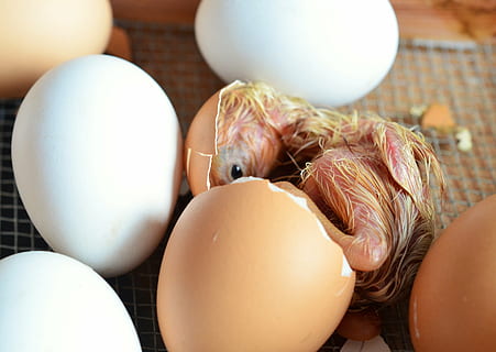 Gelb, Küken schlüpfen, neben, Weiß, Eier, tagsüber, Küken, Luke, Ei, Hähnchen, Eierschale, Geflügel, ausgebrütet, Landleben, Jungtier, Hühner, Ostern, Lebensmittel, tierisches Ei, Essen und Trinken, gesundes Essen, drinnen, Nahansicht, Wohlbefinden, Frische, Verletzlichkeit, keine Leute, Zerbrechlichkeit, Rohkost, Stillleben, Gruppe von Objekten, Schale, Tier, Gruppe, Tabelle, 4K