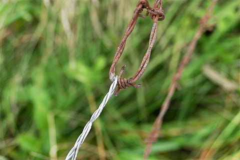 închide, fotografie, ruginite, barbwire, sârmă ghimpată, ruginit, vechi, sârmă, metal, gratar de sârmă ghimpată, pasarelă de pășuni, plantă, să se concentreze asupra primelor elemente, a închide, Culoarea verde, nici o persoana, natură, zi, creştere, un animal, în aer liber, plante stem, animale tematice, iarbă, cârcel, animal, copac, teren, animale sălbatice, 5K, CC0, domeniu public, fără drepturi de autor