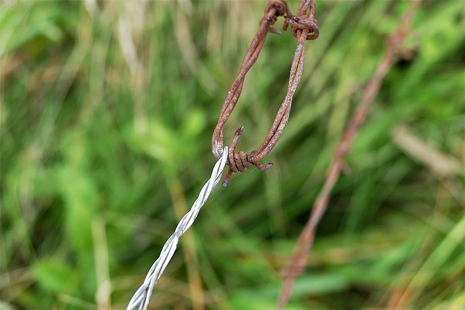 tancar, foto, rovellat, barbwire, filferro espinós, vell, cable, metall, tanca de filferro de pues, tanca de pastura, planta, centrar-se en primer pla, primer pla, color verd, cap gent, naturalesa, dia, creixement, un animal, a l'aire lliure, tija de la planta, temes d'animals, herba, viola, animal, arbre, terra, fauna animal, 5K