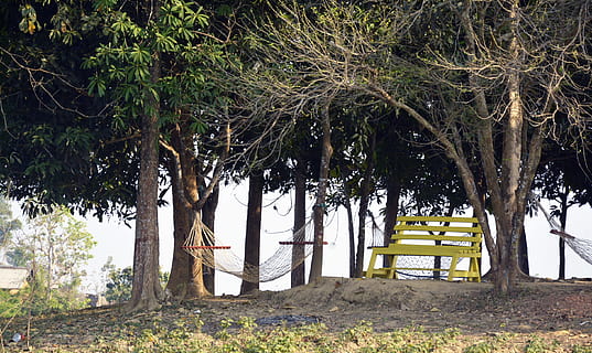 photo, bench, hammocks, park, daylight, environment, grass, ground, hammock, landscape, leaves, nature, outdoors, plants, scenic, soil, travel, tree branches, trees, wooden, woods, public domain images, plant, tree, tree trunk, trunk, day, seat, growth, no people, land, tranquility, branch, field, beauty in nature, park - man made space, architecture, green color, park bench, 2K, CC0, public domain, royalty free