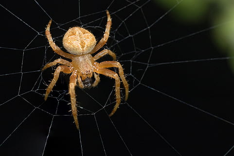 macro photography, orange, barn spider, web, Spider, Wildlife, Bug, Insect, Arachnid, spider web, cobweb, spiderweb, natural, design, pattern, thread, network, net, trap, wild, entomology, outdoor, life, nature, invertebrate, one animal, animal leg, animal themes, survival, animal, arthropod, animal wildlife, animals in the wild, fragility, close-up, vulnerability, animal body part, macro, zoology, focus on foreground, no people, black background, outdoors, poisonous, 2K, CC0, public domain, royalty free