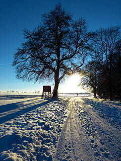 vinterlige, træ, væk, aften, Abendstimmung, spor, sne landskab, vinterstemning, vinter, sne, kold temperatur, udendørs, natur, himmel, plante, skønhed i naturen, dækker, ro, sollys, bare træ, ingen mennesker, Mark, scenics - natur, jord, rolig scene, sæde, landskab, sol, 4K, CC0, offentligt domæne, royaltyfrie