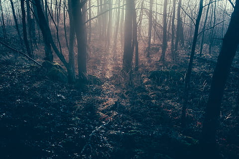 tukša koku fotogrāfija, tumšs mežs, stari, mežs, tumšs, ainavu, fantāzija, migla, noslēpums, saules gaisma, āra, noslēpumains, fantāzijas ainava, meža ainava, sapņi, apburtais mežs, koks, augu, zeme, miers, raksturs, skaistums dabā, mierīga aina, stumbrs, koka stumbrs, ārpus pilsētas, nav cilvēku, izaugsmi, skatuves - daba, ārā, dienā, vidi, 8K, CC0, publiskais domēns, bez atlīdzības