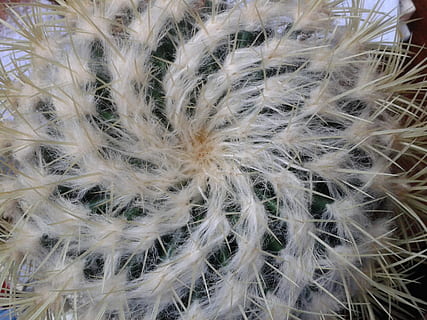 cactus, structure, spirale, fermer, plante, personne, fragilité, vulnérabilité, croissance, douceur, plein cadre, arrière-plans, fraîcheur, la nature, fleur, beauté dans la nature, journée, couleur blanche, plante à fleurs, pissenlit, se concentrer sur le premier plan, la graine, en plein air, 2K, CC0, domaine public, libre de droits