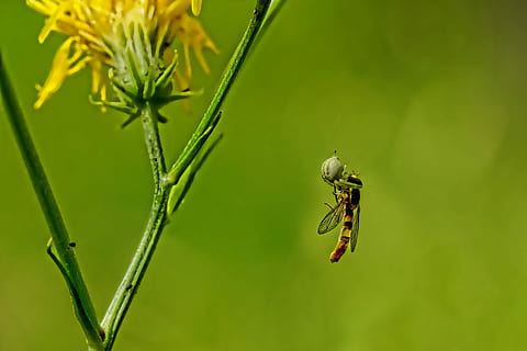 selectief, fotografie, stofzuiger, vlieg, natuur, spin, insect, kleine spin, dichtbij, eten, ongewerveld, dieren in het wild, dierenleven, dierlijke thema's, dier, één dier, fabriek, detailopname, focus op de voorgrond, groene kleur, schoonheid in de natuur, dag, geen mensen, dierenvleugel, buitenshuis, groei, selectieve aandacht, 5K, CC0, publiek domein, royaltyvrij