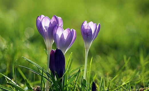 selectiv, focalizare fotografie, albastru, petaled flower, şofran, Violet, primăvară, floare de primavara, devreme, crocus de primăvară, floare, creştere, natură, fragilitate, frumusețe în natură, prospeţime, petală, cap de floare, plantă, planta cu flori, vulnerabilitate, Culoarea verde, a închide, iris, inflorescenţă, camp, iarbă, nici o persoana, în aer liber, 5K, CC0, domeniu public, fără drepturi de autor