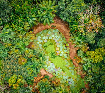 antenne, fotografering, Skov, fugleperspektiv, kropslandskab, drone, træ, sø, vand, plante, grøn farve, vækst, høj vinkel visning, ingen mennesker, natur, dag, skønhed i naturen, friskhed, mad og drikke, sund kost, udendørs, mad, jord, blad, plante del, velvære, frugt, 2K, CC0, offentligt domæne, royaltyfrie