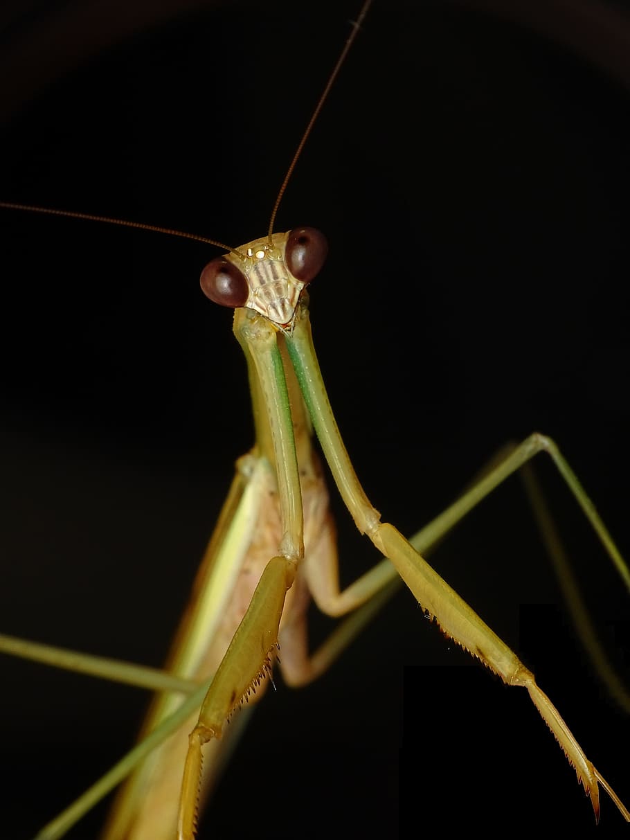 Mantis religiosa, insecte, Llagosta, resant, mantis, predir, retrat, macro, fotografia, entomologia, fons de pantalla, libèl·lula, full, pal, vida salvatge, naturalesa, animal, a l'aire lliure, tenodera, mantid, mantodea, molt, muda, camuflatge, intel · ligent, xinès, asiàtic, gegant, llarg, majestuós, matar, depredador, salvatge, masculí, arbre, branca, marró, verd, presa, error, un animal, temes d'animals, invertebrat, primer pla, fauna animal, animals a la natura, part del cos dels animals, antena animal, nit, cap gent, tir de l'estudi, fons negre, color verd, ull d’animals, 5K
