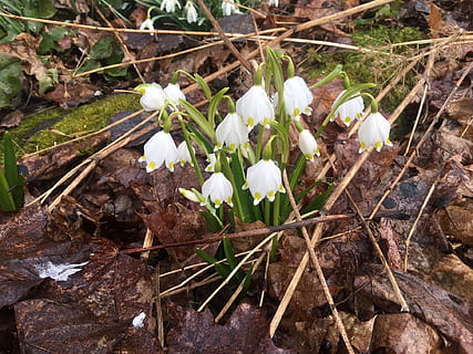 Frühlingsuhr, Frühling, Weiß, Blume, weiße Blume, Zeichen des Frühlings, Pflanze, Natur, Frühlingspflanze, Frühlingsblume, finnisch, Selten, Finnland, blühende Pflanze, Frische, Wachstum, Verletzlichkeit, Schönheit in der Natur, Zerbrechlichkeit, weiße Farbe, Land, Feld, Nahansicht, Blütenblatt, Tag, keine Leute, Blatt, High Angle View, Blütenkopf, Pflanzenteil, draußen, 1080P, CC0, gemeinfrei, lizenzfrei