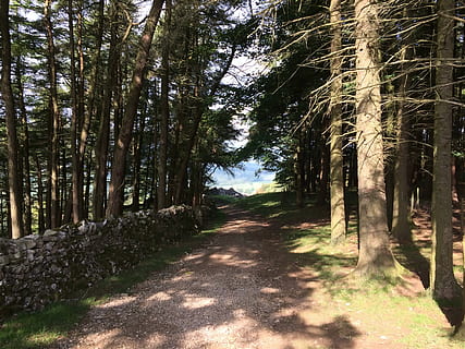 onze, bosc, Camí, arbre, sendera, naturalesa, cap gent, a l'aire lliure, planta, terra, tranquil·litat, el camí a seguir, direcció, escena tranquil·la, bellesa a la natura, creixement, tronc, tronc de l'arbre, llum solar, dia, carretera, ombra, perspectiva decreixent, treelined, bambú - planta, ruta, 5K, CC0, domini públic, lliure de regalies