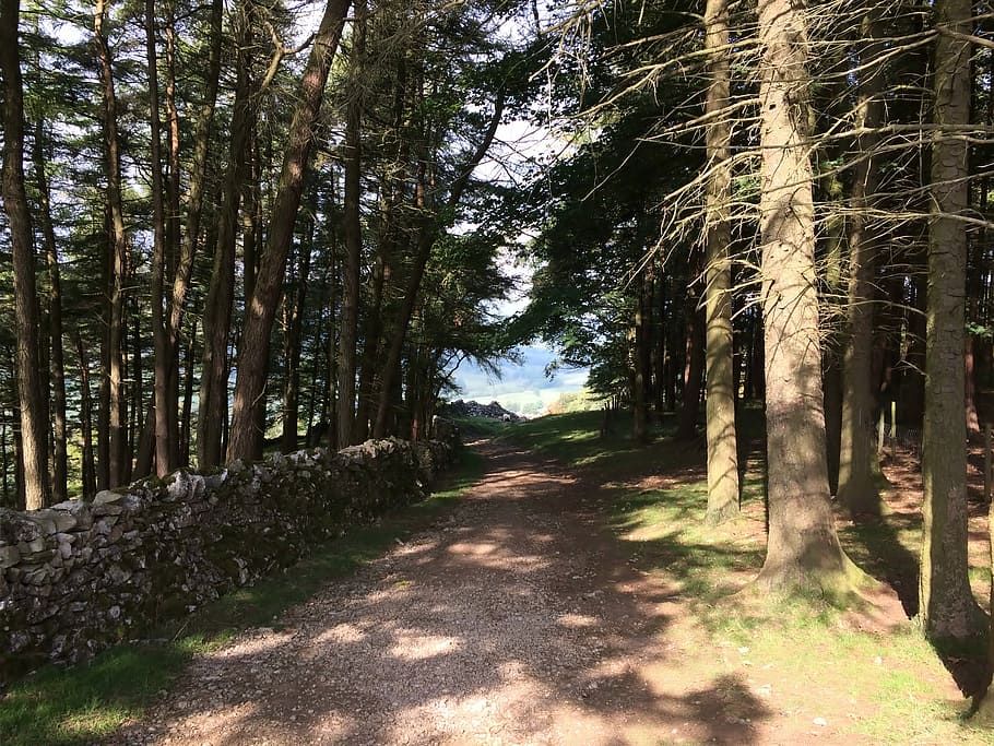 onze, bosc, Camí, arbre, sendera, naturalesa, cap gent, a l'aire lliure, planta, terra, tranquil·litat, el camí a seguir, direcció, escena tranquil·la, bellesa a la natura, creixement, tronc, tronc de l'arbre, llum solar, dia, carretera, ombra, perspectiva decreixent, treelined, bambú - planta, ruta, 5K