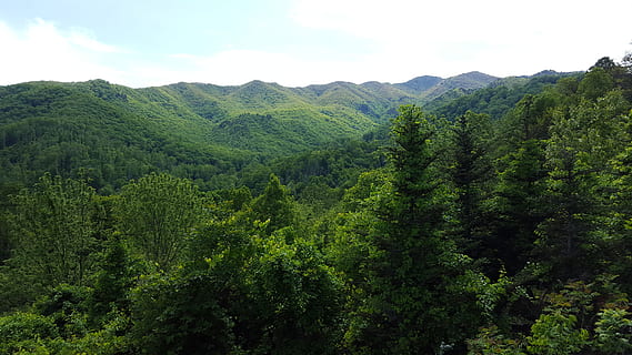 hora, strom, krajina, Příroda, zelená, les, cestovat, venkovní, kopec, sezóna, letní, scénický, cestovní ruch, borovice, dřevo, přírodní, scenérie, Severní Karolina, svěží zeleň, nikdo, zelená barva, rostlina, klid, krása v přírodě, scenics - příroda, růst, klidné scény, nebe, listy, mimoměstské scény, den, idylický, životní prostředí, mrak - nebe, venku, čajové plodiny, jehličnatého stromu, plantáž, 5K, CC0, veřejná doména, bez autorských práv