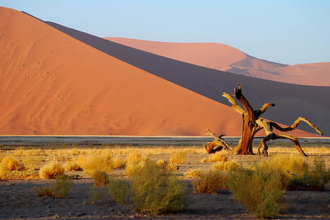 namibie, poušť, strom, duna, roter písku, přistát, scenics - příroda, písečná duna, životní prostředí, písek, klimatu, krajina, suché podnebí, Příroda, savec, den, nikdo, zvíře, klid, zvířat, domácí zvířata, nebe, krása v přírodě, mimoměstské scény, venku, býložravý, 4K, CC0, veřejná doména, bez autorských práv