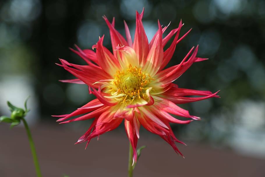 floare, natură, imagine, petală, fragilitate, roșu, cap de floare, prospeţime, creştere, să se concentreze asupra primelor elemente, frumusețe în natură, planta cu flori, vulnerabilitate, plantă, inflorescenţă, a închide, polen, nici o persoana, zi, în aer liber, sepală, Gazania, 5K