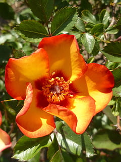 rosa, flor, primavera, taronja, pot, planta, planta amb flors, pètal, creixement, frescor, bellesa a la natura, cap de flor, inflorescència, primer pla, vulnerabilitat, fragilitat, naturalesa, full, part de la planta, color taronja, vermell, cap gent, dia, centrar-se en primer pla, pol·len, 1080P, CC0, domini públic, lliure de regalies