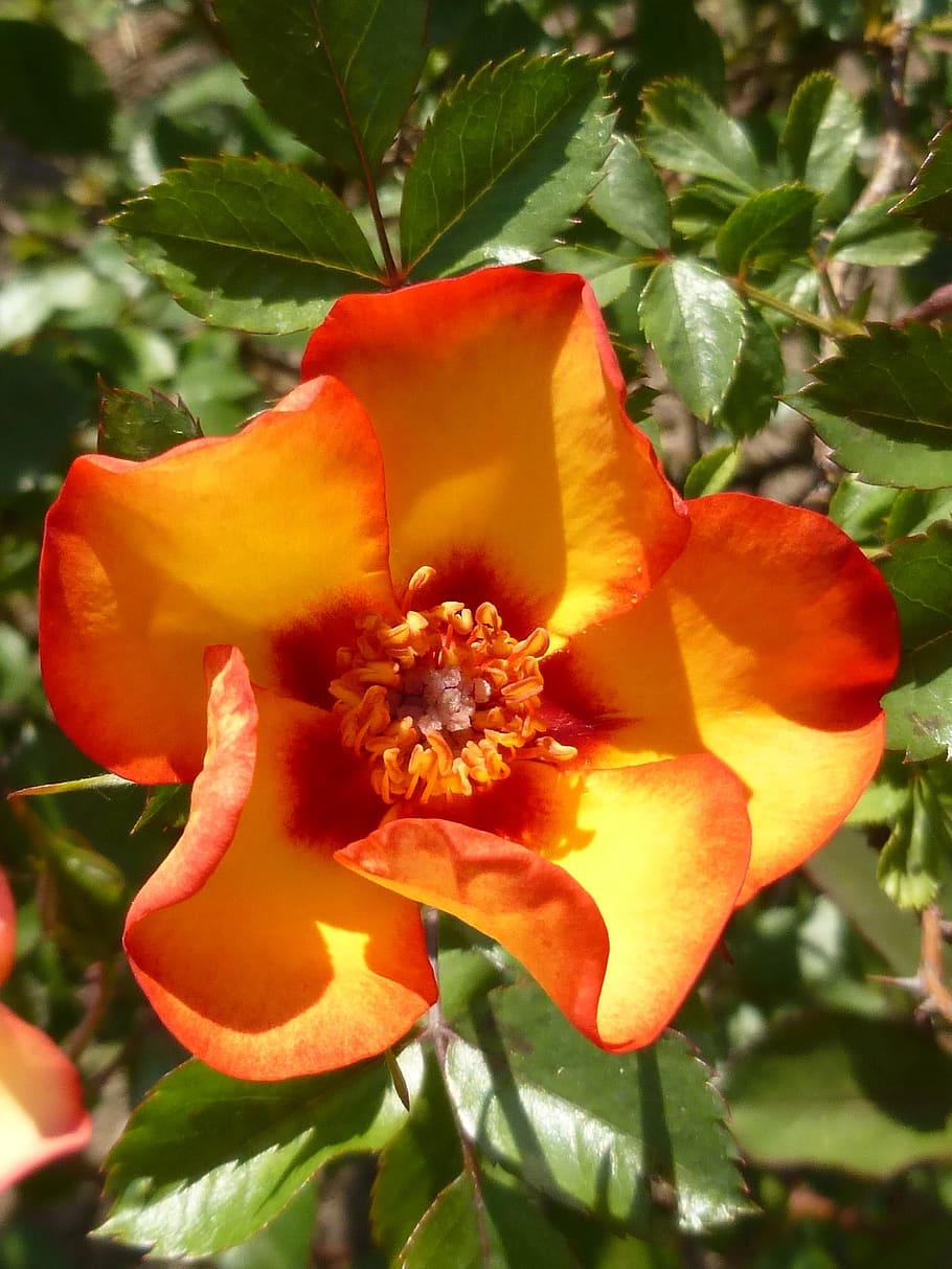 rosa, flor, primavera, taronja, pot, planta, planta amb flors, pètal, creixement, frescor, bellesa a la natura, cap de flor, inflorescència, primer pla, vulnerabilitat, fragilitat, naturalesa, full, part de la planta, color taronja, vermell, cap gent, dia, centrar-se en primer pla, pol·len, 1080P