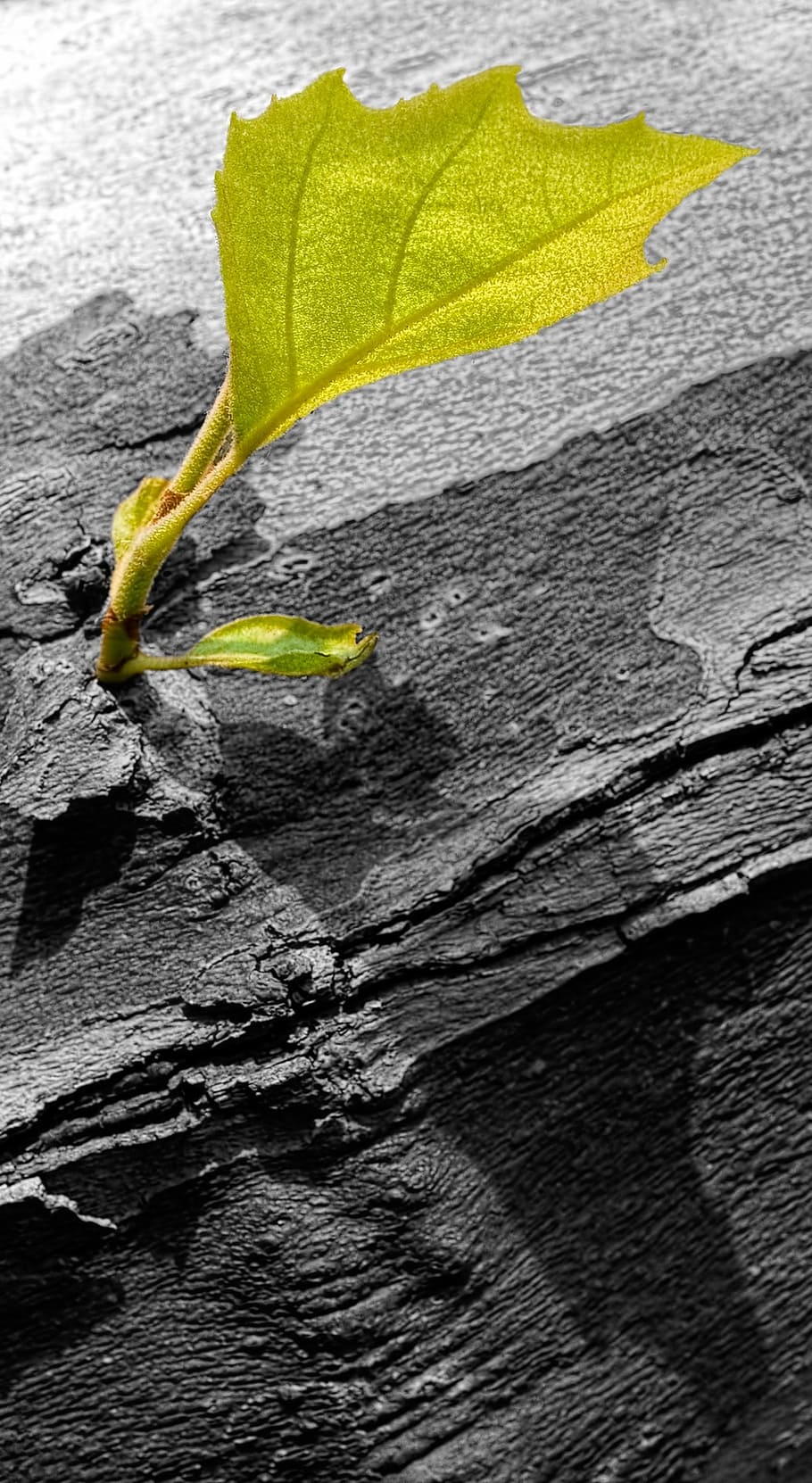 motor, jove, nou, full, sec, ebv, clau de color, naturalesa, despertar, verd, frisch, primavera, groc, primer pla, textura, cap gent, sòlid, aspre, rock, dia, rock - object, a l'aire lliure, bellesa a la natura, planta, creixement, part de la planta, patró, material de fusta, color verd, gris, 1080P