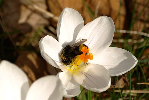 hummel, crocus, putih, musim semi, bunga, bunga putih, dekat, tanaman berbunga, menanam, daun bunga, keindahan di alam, kerapuhan, kerentanan, kesegaran, kepala bunga, merapatkan, warna putih, satwa liar hewan, tema binatang, pertumbuhan, invertebrata, serbuk sari, hewan, satu binatang, serangga, binatang di alam liar, tidak ada orang, penyerbukan, di luar rumah, 2K, CC0, domain publik, bebas royalti