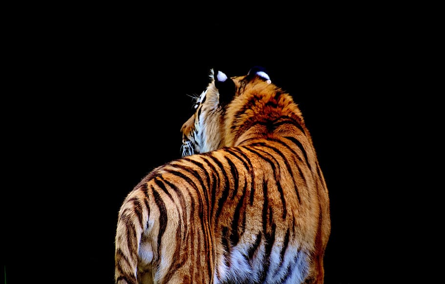 marró, tigre, negre, fons, depredador, pell, bonic, perillós, gat, fotografia de fauna salvatge, món animal, tierpark hellabrunn, munich, un animal, fauna animal, fons negre, animals a la natura, temes d'animals, cap gent, Espècies en perill d'extinció, primer pla, naturalesa, animal, mamífer, felí, còpia espai, tir de l'estudi, vertebrats, gat gran, part del cos dels animals, ratlles, cap d’animals, 5K