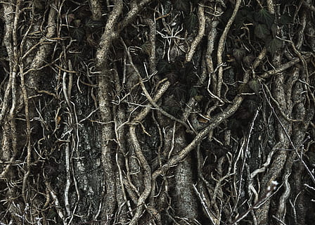 arrels d'arbres marrons, gris, fotografia a escala, arrels, sòl, arrel, arbre, textura, branca, naturalesa, fons, patró, primer pla, marró, arbre nu, marc complet, cap gent, planta, tronc, tronc de l'arbre, creixement, tranquil·litat, dia, a l'aire lliure, bosc, terra, bellesa a la natura, part de la planta, complexitat, enredat, 4K, CC0, domini públic, lliure de regalies