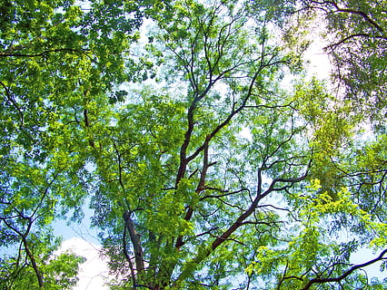 trees, branches, summer, clear, blue, sky, green, leaves, leafy, woods, nature, high, view, looking up, day, tree, plant, low angle view, beauty in nature, growth, branch, no people, green color, tranquility, outdoors, sunlight, scenics - nature, forest, land, idyllic, tree canopy, backgrounds, 2K, CC0, public domain, royalty free