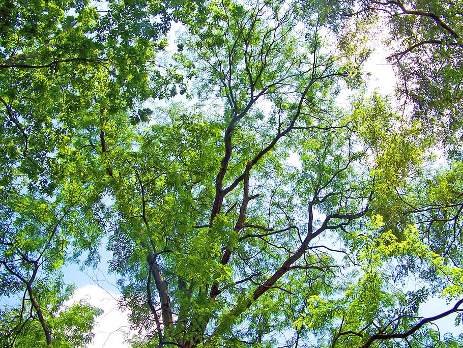 Bäume, Geäst, Sommer-, klar, Blau, Himmel, Grün, Blätter, belaubt, Wald, Natur, hoch, Aussicht, hoch schauen, Tag, Baum, Pflanze, Flachwinkelansicht, Schönheit in der Natur, Wachstum, Ast, keine Leute, grüne Farbe, Ruhe, draußen, Sonnenlicht, Szenen - Natur, Land, idyllisch, Baumkrone, Hintergründe, 2K
