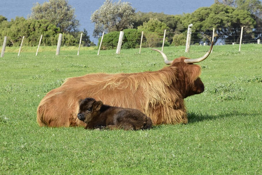 vaques, estirat, herba, vedella, mare, banyes, granja, ramat, animal, rural, bestiar, pastures, mamífer, prat, marró, naturalesa, Agricultura, verd, camp, nacional, estiu, pasturatge, país, a l'aire lliure, bonic, jove, dia, un animal, temes d'animals, vaca, animals domèstics, planta, terra, vertebrats, mascotes, color verd, cornut, bestiar domèstic, paisatge, bestiar de muntanya, cap gent, herbívors, 5K